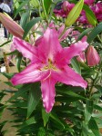 [6284 Lilium 67 No01.JPG]
